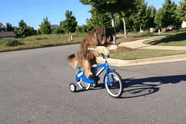 Giphy Dog Bike Short